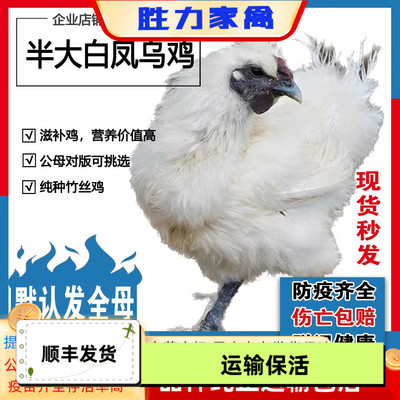 纯种泰和乌鸡活苗半斤大青年鸡小鸡活苗活体脱温苗正宗竹丝鸡散养