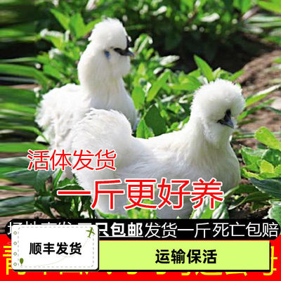 一斤纯种半大白凤乌鸡活