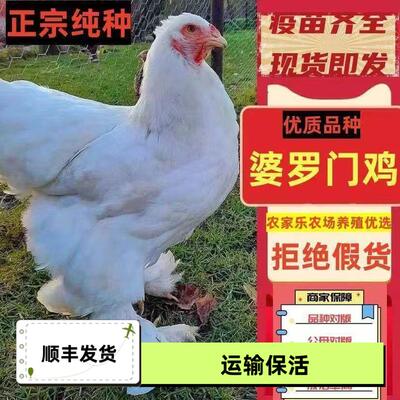 正宗婆罗门鸡苗毛腿鸡梵天鸡苗大体进口巨型脱温鸡观赏鸡散养