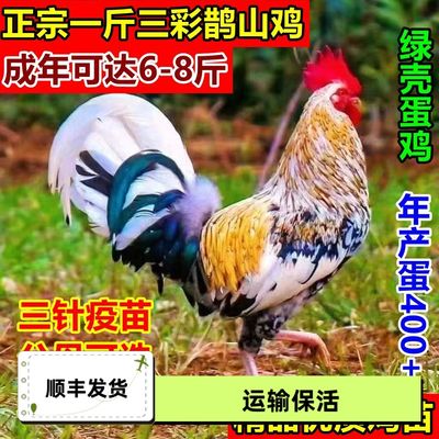 现货发出一斤三彩鹊山鸡彩凤鸡原种便宜好养已脱温下绿壳蛋鸡正品