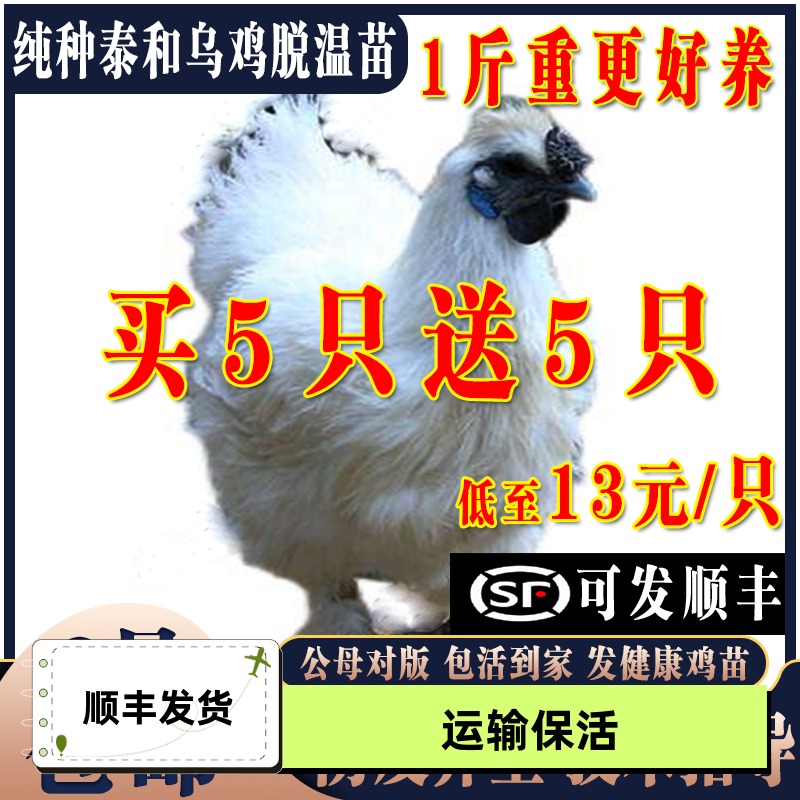 鸡活苗纯种散养泰和乌鸡活苗乌骨鸡活苗白凤泰和乌鸡半大脱温鸡苗
