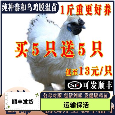 鸡活苗纯种散养泰和乌鸡活苗乌骨鸡活苗白凤泰和乌鸡半大脱温鸡苗