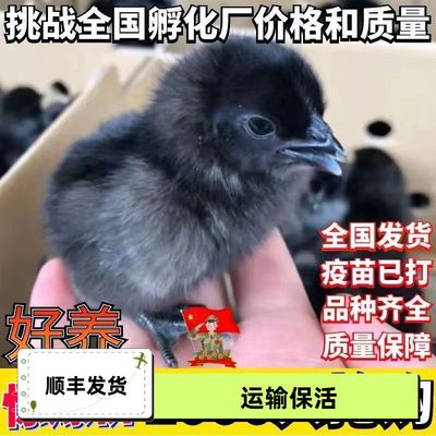 【顺丰发货】小鸡活苗麻羽鸡幼苗活体三黄鸡五黑鸡草鸡土鸡白羽鸡