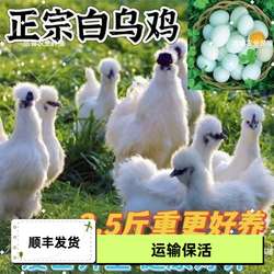 【成年鸡】正宗成年白凤乌鸡2-3斤泰和乌鸡农家散养白毛乌骨鸡包