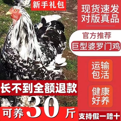 巨型婆罗门鸡活苗纯种进口大体梵天鸡脱温幼鸡大型观赏鸡包邮包活