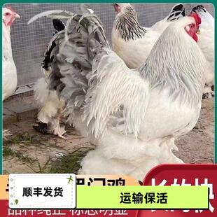 婆罗门半斤鸡苗纯种进口特大型梵天鸡活苗巨型脱温半大幼鸡宠物鸡