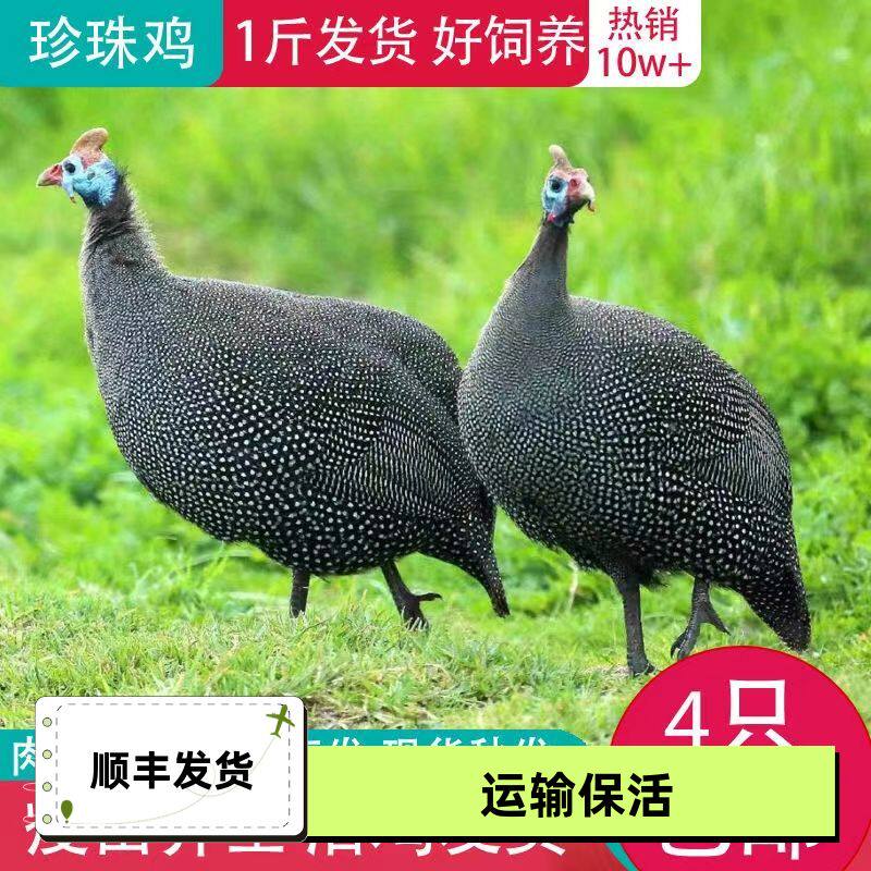 珍珠小鸡一斤苗活苗真肉