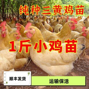 小鸡活苗一斤三黄土鸡活苗1半斤大小鸡苗正宗高产蛋王鸡幼苗