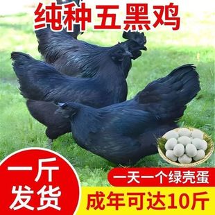 现货一斤纯种绿壳蛋鸡苗正宗五黑鸡乌骨鸡成年公鸡黑鸡苗活苗乌鸡