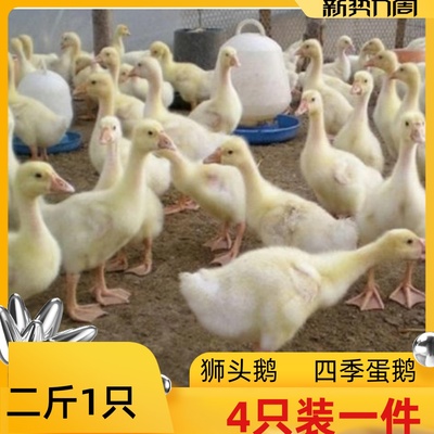 五龙大白鹅青年鹅苗狮头