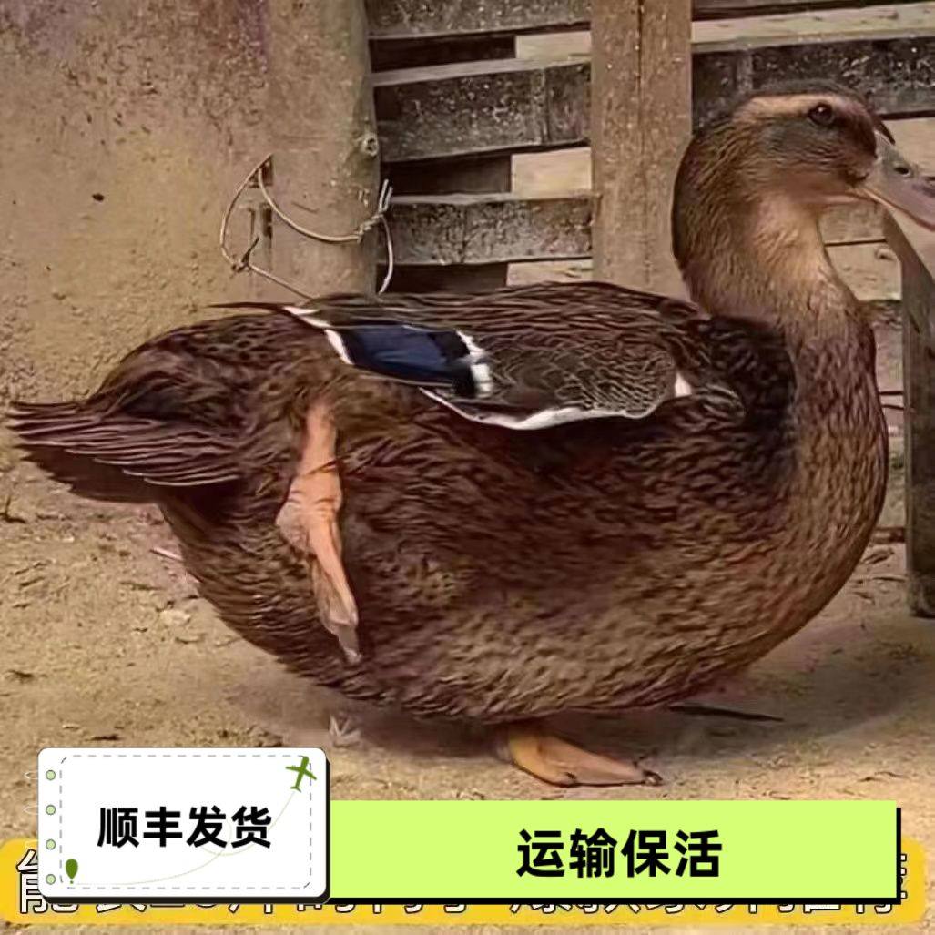 正宗坦克鸭活体黑番鸭绿壳蛋鸭大种鸭苗活的好养鸭子绿头鸭,农用物资,动物种苗,淘宝优惠券,粉丝福利购,淘宝优惠卷