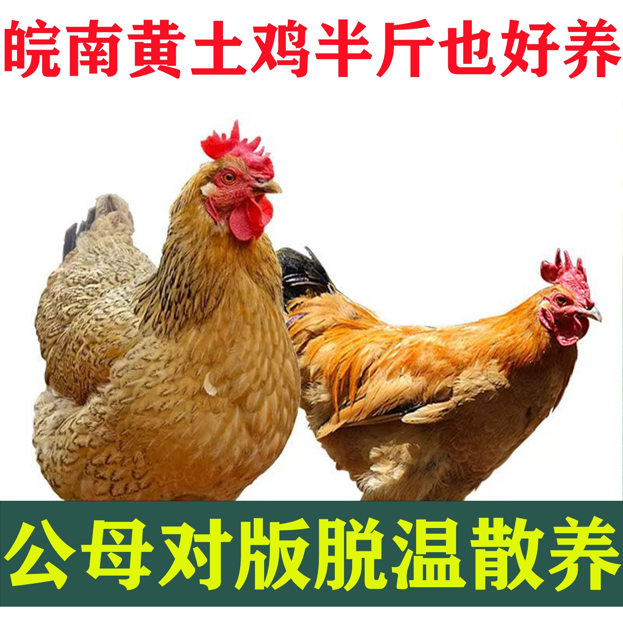 半斤小土鸡活苗纯种黄土鸡农村散养柴鸡小鸡活苗小鸡仔皖南土鸡苗