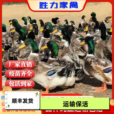 半斤小鸭子活苗大种青头鸭麻鸭下蛋鸭黑番鸭白鸭苗活体可长八斤重