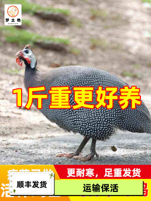 现货1一斤珍珠鸡苗小鸡活体真珠鸡苗肉鸡蛋鸡土鸡会飞活苗脱温苗