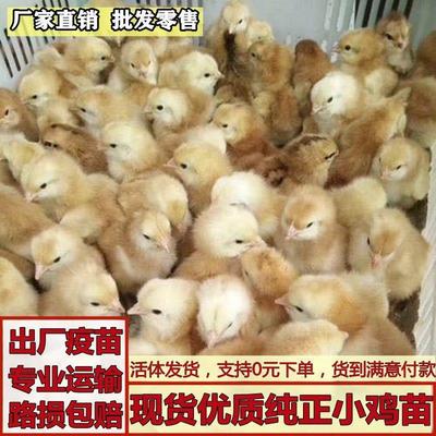 鸡苗家养小鸡三黄鸡土鸡