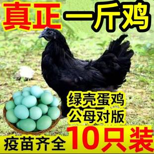 一斤五黑鸡活苗纯种一代黑土鸡绿壳蛋神农架小鸡苗脱温乌骨鸡活苗