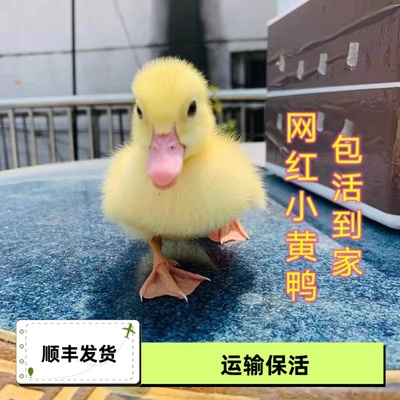 柯尔鸭活宠物网红可达鸭活物小黄鸭活的小鸭子宠物科尔鸭活苗活体