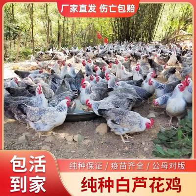 半斤白芦花活苗纯种鹊山鸡小鸡活苗稻花鸡高产绿壳蛋彩凤小鸡活苗