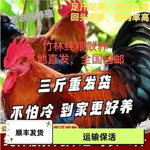 好养正宗散养3斤九斤红活物幼苗大种红玉活鸡九斤黄红瑶鸡青年鸡