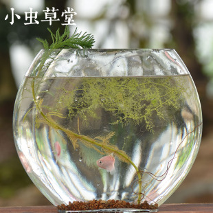 黄花狸藻小虫草堂南方丝叶水生捕蚊子幼虫水蚤食虫植物水培食虫草