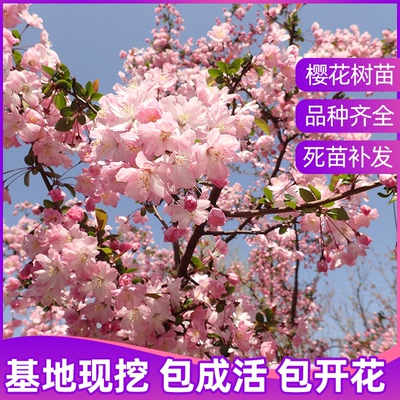 庭院园林植物樱花树苗盆栽风景树