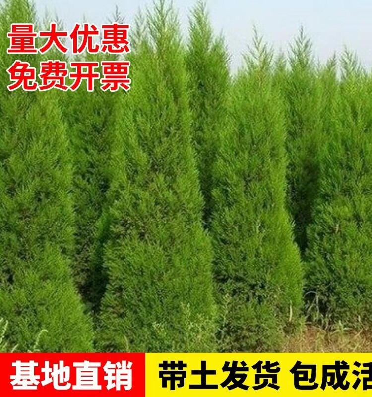 四季常青塔柏松柏侧柏圆柏扁柏龙