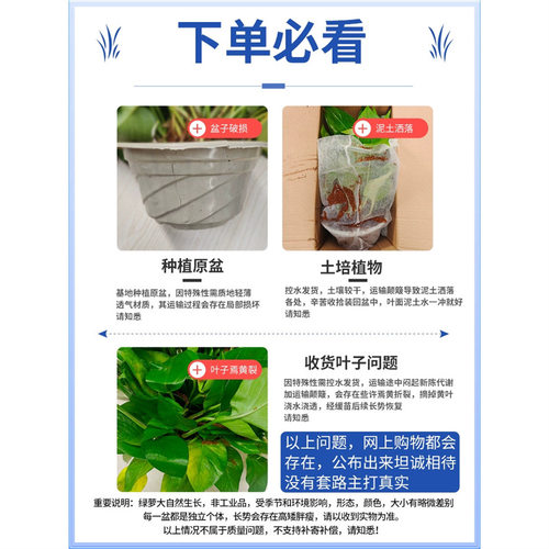 绿萝盆栽室内植物绿植长藤垂吊绿
