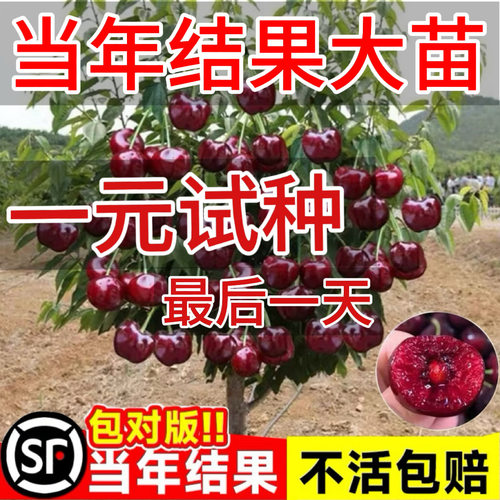 车厘子树苗阳台南方盆栽北方地栽