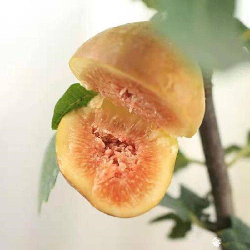 布兰瑞克无花果苗南北方庭院地栽种阳台盆栽嫁接特大果树当年结果