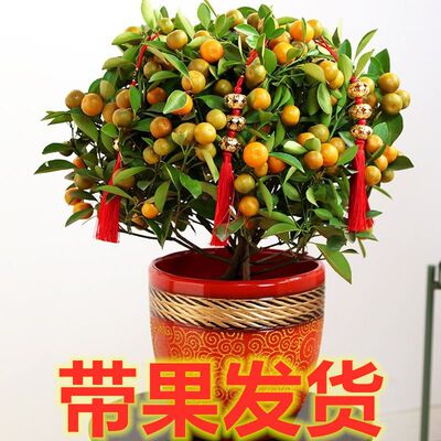 金桔盆栽树苗金枣盆景四季带果金橘子长青室内外地栽食用桔子果树