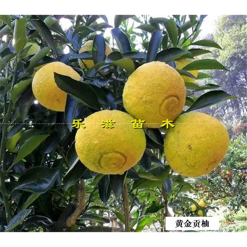 黄金贡柚苗春香桔柚象山青苗纯甜无酸橘脆嫩化渣湖南果苗基地直销图片