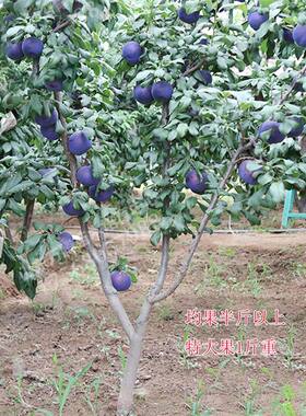 果树苗秋姬李子树苗南北方种植嫁接苗水果树苗当年结果