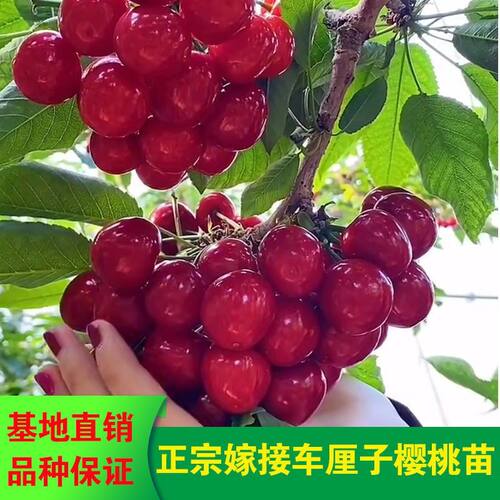 嫁接车厘子樱桃苗南北方种植矮化特大樱桃树苗盆栽果树苗当年结果