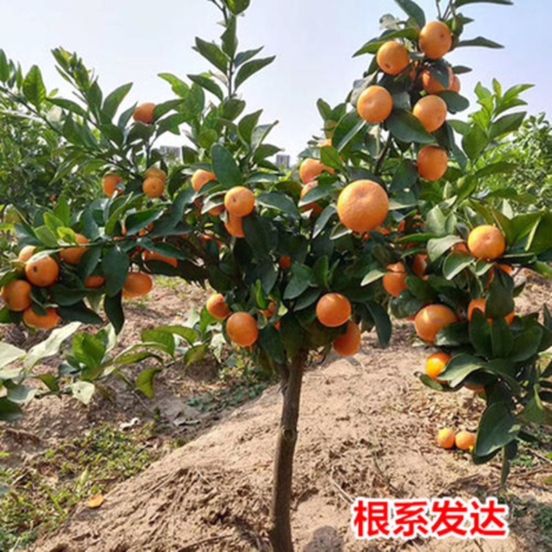 橘子树盆栽特大树苗南方种植北方地栽金桔子树沃柑沙糖桔果树果苗图片