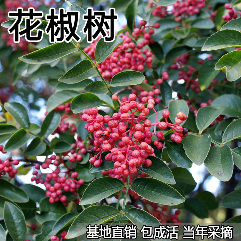 花椒树盆栽地栽大红袍花椒苗树南方北方当年结果苗苖无刺麻椒果树图片
