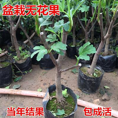 无花果苗矮化盆栽带土带叶当年结果南北方阳台庭院种植特大果树苗