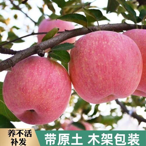苹果树特大苗别墅庭院地栽嫁接老桩果树苗南北方耐寒耐热植物