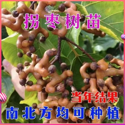 正宗拐枣苗树特大嫁接万寿果树苗