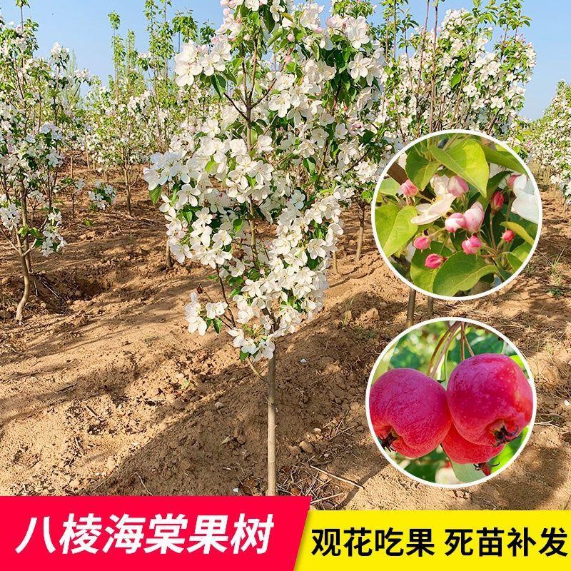 八棱海棠果树苗盆栽地栽南北方种植庭院别墅观赏植物大型风景树图片