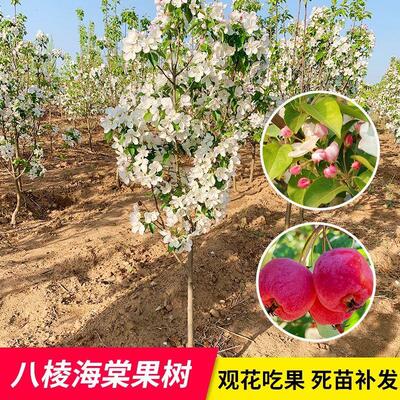八棱海棠果树苗盆栽地栽南北方种植庭院别墅观赏植物大型风景树