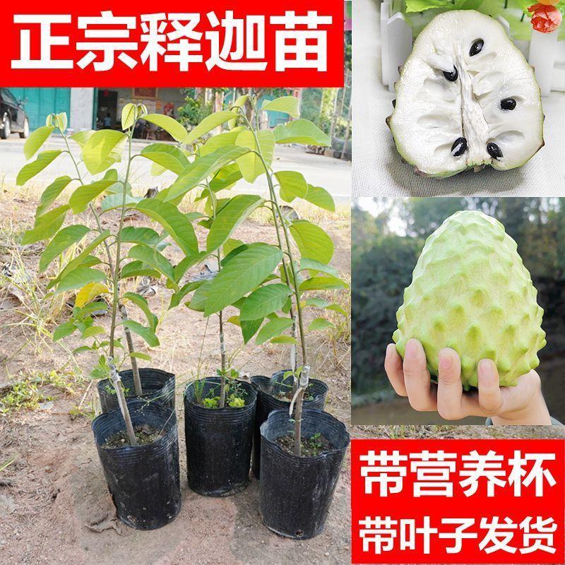 凤梨释迦果树苗佛陀果台湾番荔枝释迦佛头果嫁接苗盆栽地栽带泥土图片