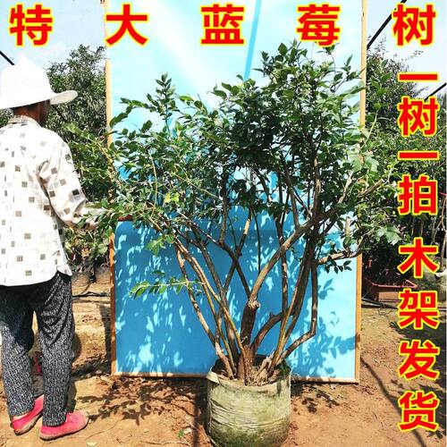 蓝莓树果苗盆栽地栽四季水果树当年结果南方北方种植特大蓝莓树苗
