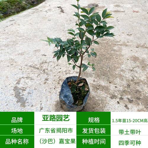 嘉宝果树苗早生四季加宝果 庭院盆栽果树苗 树葡萄南北方种植苗