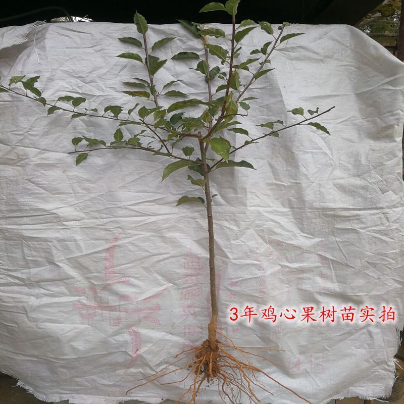 鸡心果树苗果树东北小苹果当年结果锦绣海棠耐寒植物南北方种植图片