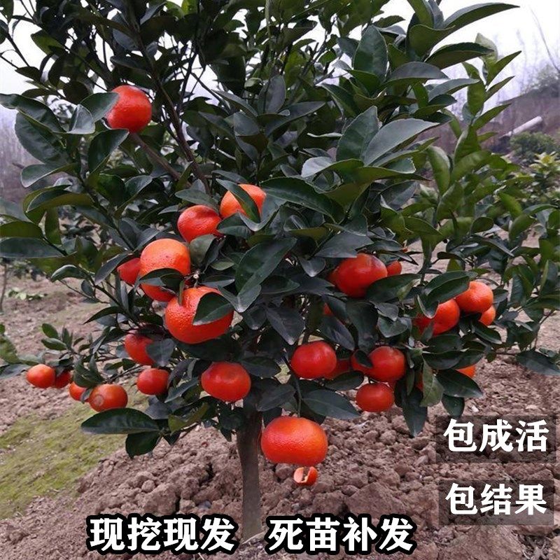 橘子树苗砂糖橘苗金桔子苗橘子苗盆栽地栽柚子橙子果树苗当年结果图片