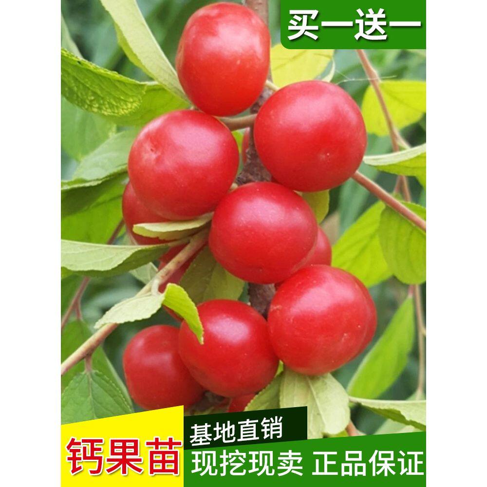 中华钙果苗高钙水果苗农大钙果树苗盆栽地栽当年结果甜欧力苗种植