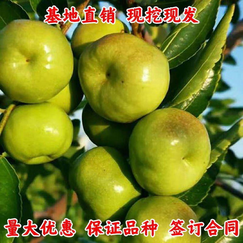 嫁接枣树苗蟠枣苗新品种特大果枣子活苗南方北方种植地栽当年结果