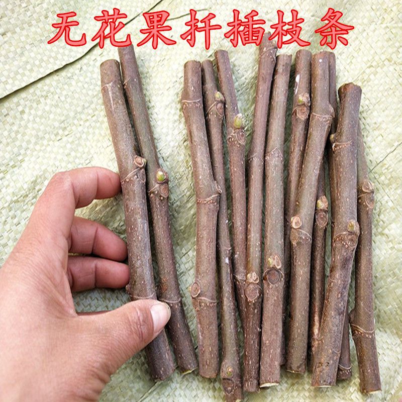 果树苗新品种无花果扦插枝条青皮红肉无花果苗南北方种植盆栽地栽图片