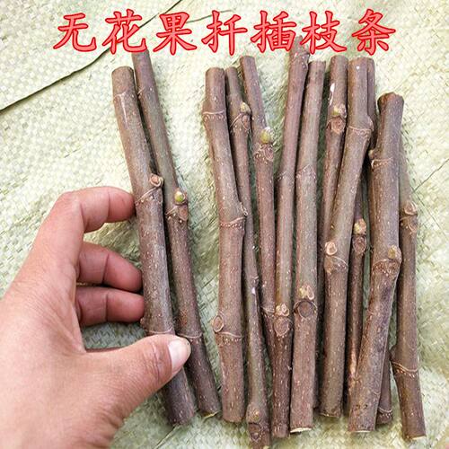 果树苗新品种无花果扦插枝条青皮红肉无花果苗南北方种植盆栽地栽