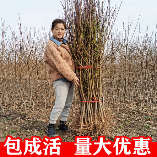 嫁接鹰嘴桃树果苗盆栽地栽油桃树果苗血桃树果苗冬桃南北方种植
